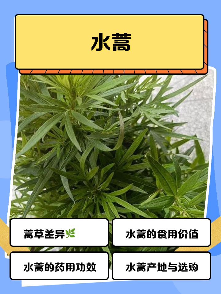 开云娱乐平台 -蒿燳Z狢溗aX?:?岱鏝(蒿夲图片)